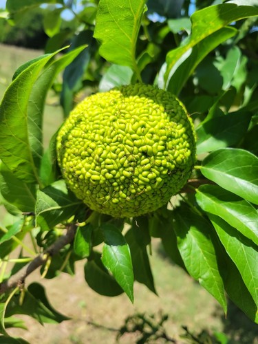 Farm fresh hedge apple - fresh,