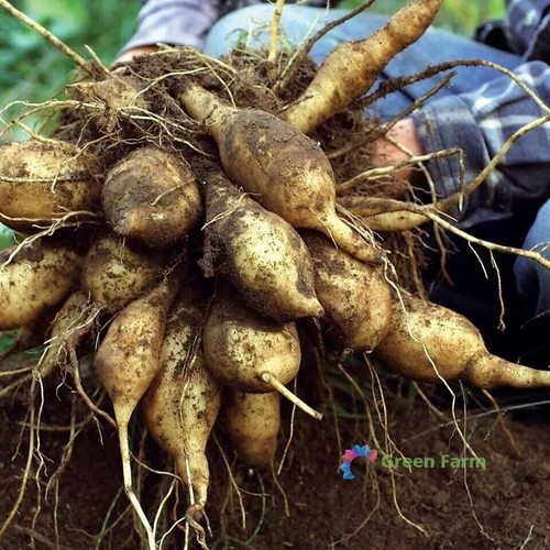 100 seeds smallanthus - 100,