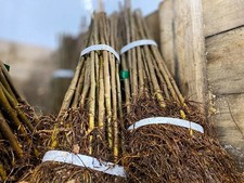 5x apple rootstocks MM106